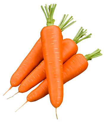 Carottes