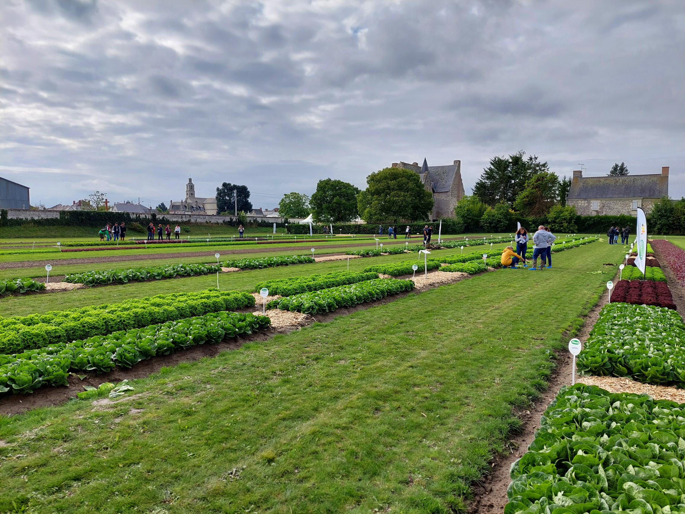 Plateforme laitues plein champ