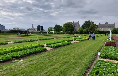 Plateforme laitues plein champ