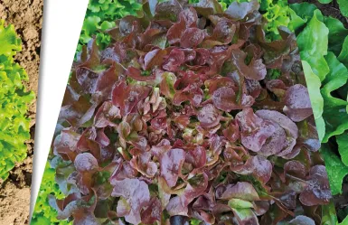 Nouveautés laitues plein champ