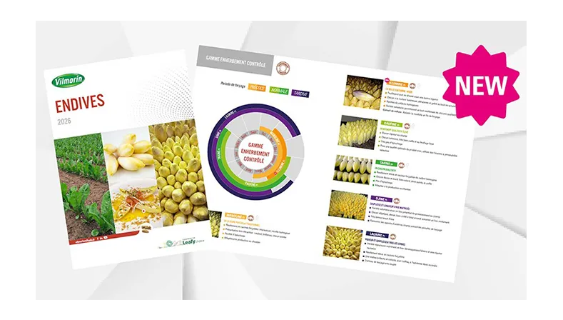 Brochure endive