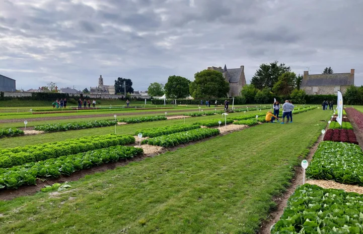 Plateforme laitues plein champ