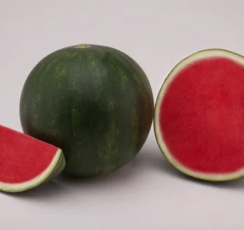 Pastèque Lynx